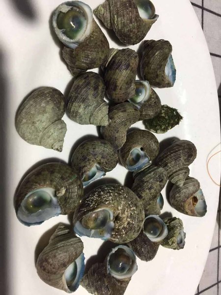 北海涠洲岛栖桐民宿精品羊腿骨折如何处理图片