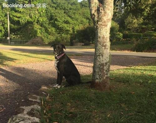 Shenanigans Spur 休闲