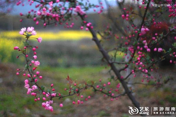晚上怎么拍海棠花 0006AXcu.jpg