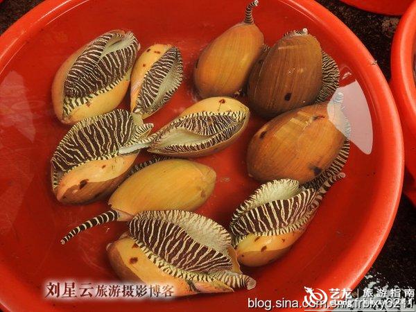 在鼓浪屿吃美丽的鲍鱼螺很上当