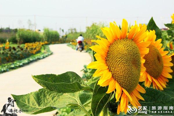 向日葵什么季节开放的 0006BzmW.jpg