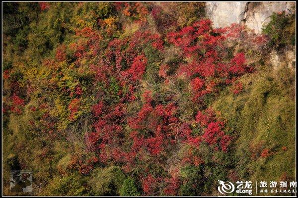 满山红叶似彩霞简谱_满山红叶似彩霞图片(3)