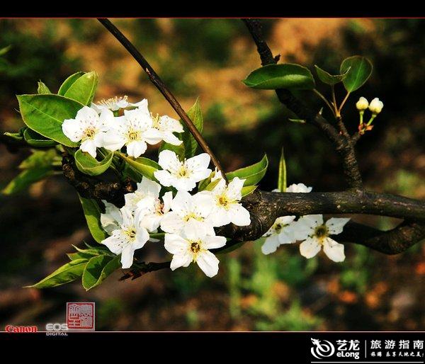 为什么叫一树梨花压海棠 0006CK1N.jpg