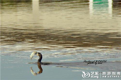 飞鸟与鱼简谱_飞鸟与鱼钢琴谱 器乐乐谱 中国曲谱网(3)