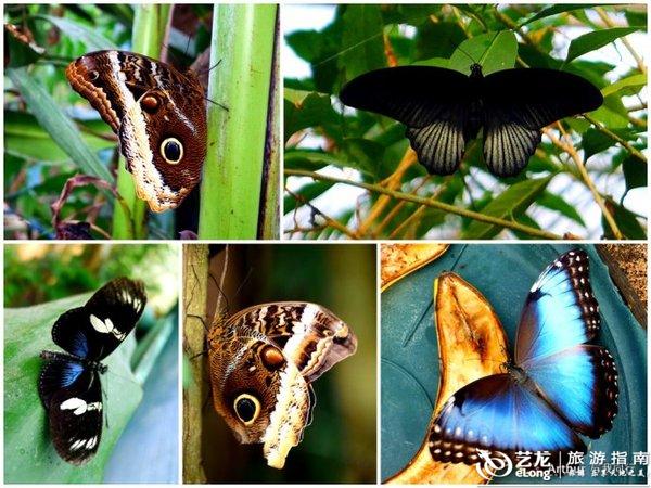 呱呱叫什么 0006EJuJ.jpg