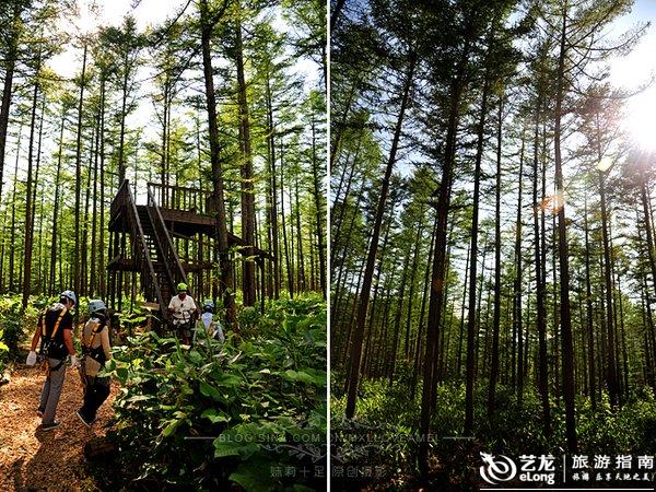 【日本·北海道】夏天去滑雪胜地玩什么(2)-林