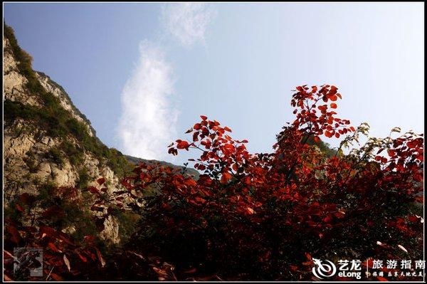 满山红叶似彩霞简谱_满山红叶似彩霞图片(2)