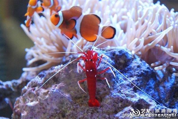 (远眺万岛湖美景) (远山如黛) (守望西海的鳄鱼) 庐山恋,一部梦幻般的爱情在风光旖旎之中传播了三十年,每个人心中都有那么个小小的隐秘愿望,渴望遭遇一场完美的爱情。一段恋情,让人们永远记住了庐山。 殊不知,在庐山西麓脚下,还有一片浑金璞玉般的秀美之地,她如处子一般,静默于山峦之间待你发现,她又如隐逸仙子,无数动人的传说早已流传千年 这里曾是桃花源的起源之地,这里曾是佛印与苏黄对石谈经之所,这里是桃花水母繁衍亿年的纯善之境,这里有红豆杉屹立千秋的绝美风情这里,就是被誉为中国最美的修身度假湖区