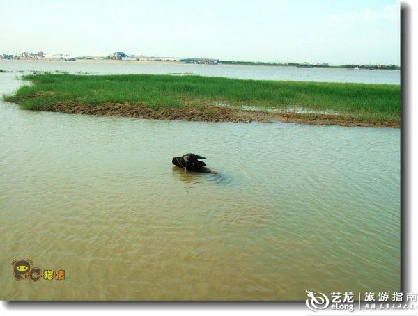 南海区西樵镇平沙村总人口_南海区罗村