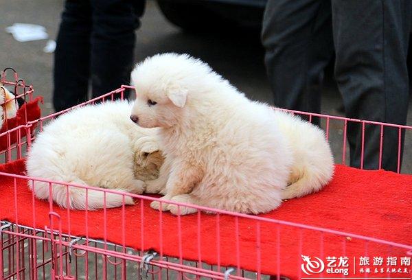 1 这个集贸市场叫蓟县渔阳镇西路庄示范集贸市场,每5天一集。我去的那天是阳历11月12日。您如果想去,就算一下。这里不论初几,也不论星期几。 这是我的微信公众号二维码,您扫描就可以加上我。或者直接输号码:c35283528。 如果您喜欢我的文章,电脑版的请转发或喜欢,手机版的请点击手机右上角,分享到朋友圈。 更欢迎您点击手机蓝色小字阅读原文,这样您就可以进入我的博客,里面有2000多篇有图有文的内容可以供您欣赏。 您的转发和分享,对我很重要。
