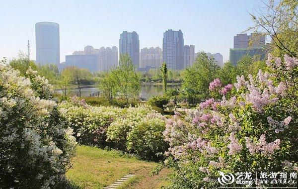 冰城春天的a冰城盛事,流连在丁香园飘香的丁香花海赋第5题图片