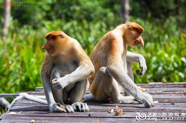 马来西亚国宝长鼻猴，世界最帅的猴24小时金枪不倒