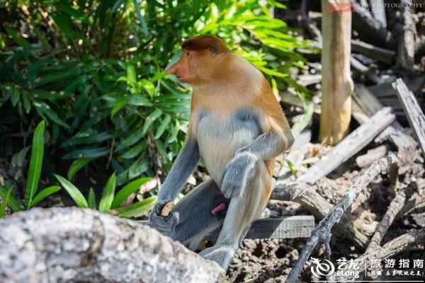 马来西亚国宝长鼻猴，世界最帅的猴24小时金枪不倒