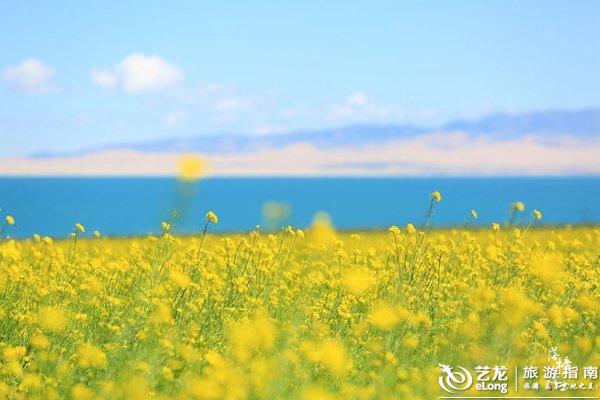 走进青海湖,邂逅美丽的油菜花海