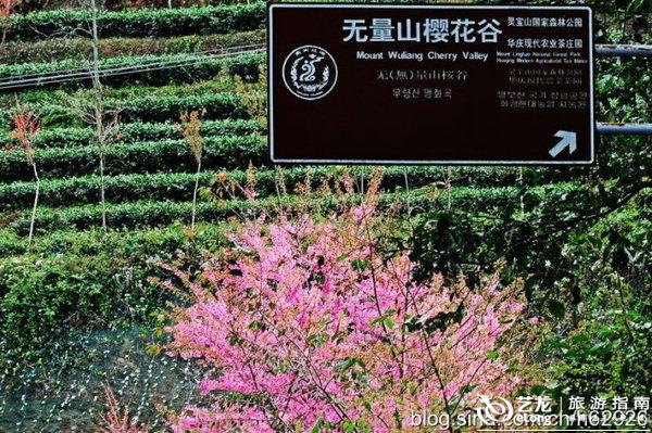 冬天的云南,有一个开满了樱花的樱花谷 冬天的云南,有一个开满了樱花的樱花谷