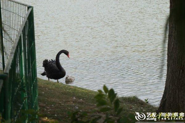 湖中天鹅曲谱_湖中天鹅照片(3)