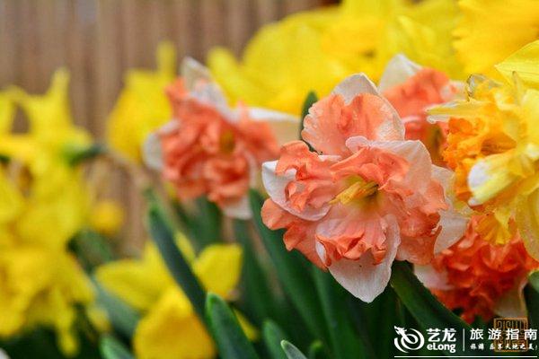 世界最美的花卉图片大全 000cZ620.jpg