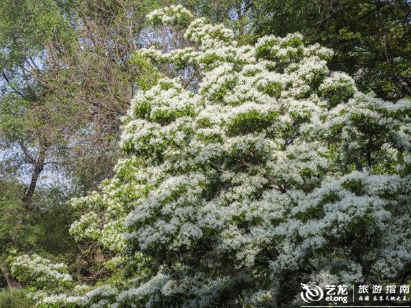 流苏树 图片