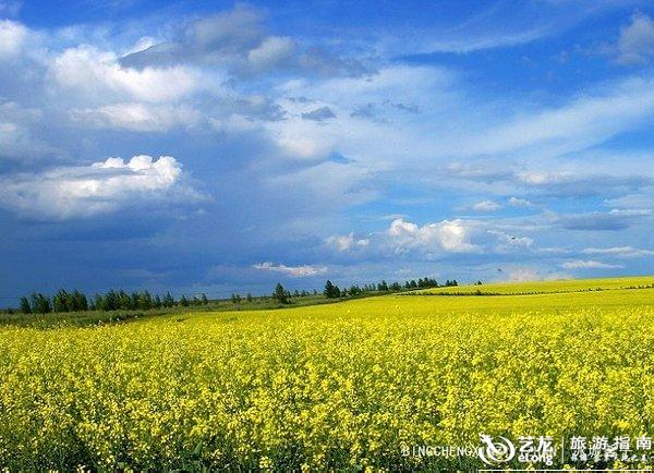 七月的呼伦贝尔,油菜花海宛如一场金色风暴 七月的呼伦贝尔,油菜花海宛如一场金色风暴