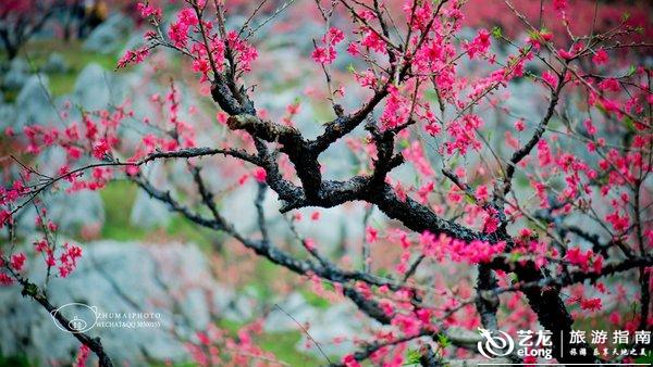 假日游踪|翁源赏花季,与桃花相约,邂逅最美爱情!