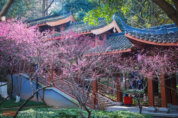 香约梅海 2018年杭州超山梅花节赏花攻略