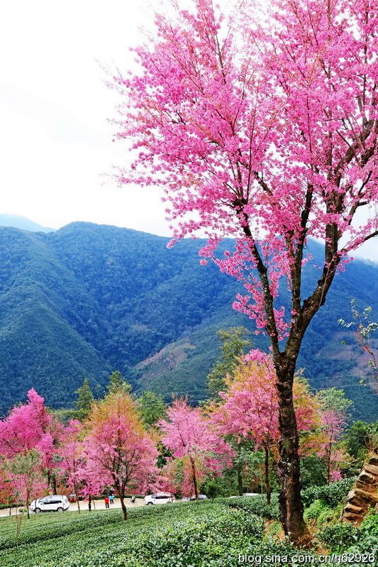 无量山樱花谷景点图片|无量山樱花谷图片-艺龙