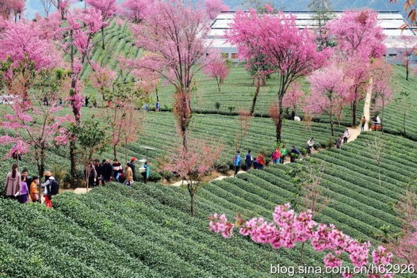 无量山樱花谷景点图片|无量山樱花谷图片