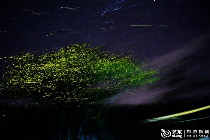 萤火虫图片实拍 0006VqON.jpg