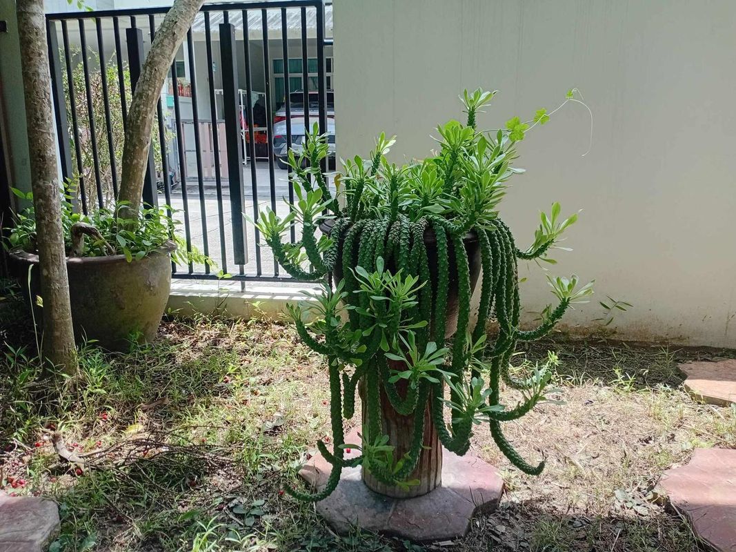 Harmony Heaven Had yai