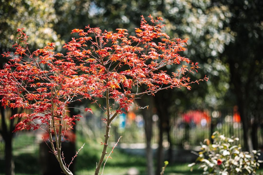 Guangxiu Hui Homestay (White Deer Plain Bailucang Scenic Area)