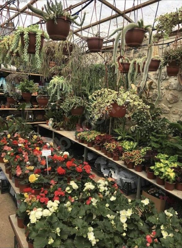 JİRHOUSE SARIKÖŞK SUİT