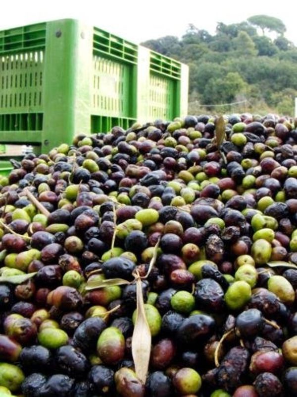 Agriturismo Casale di Gricciano