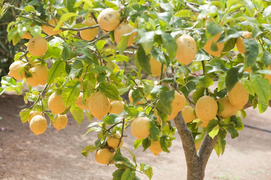 Sa Carrotja - Adults Only