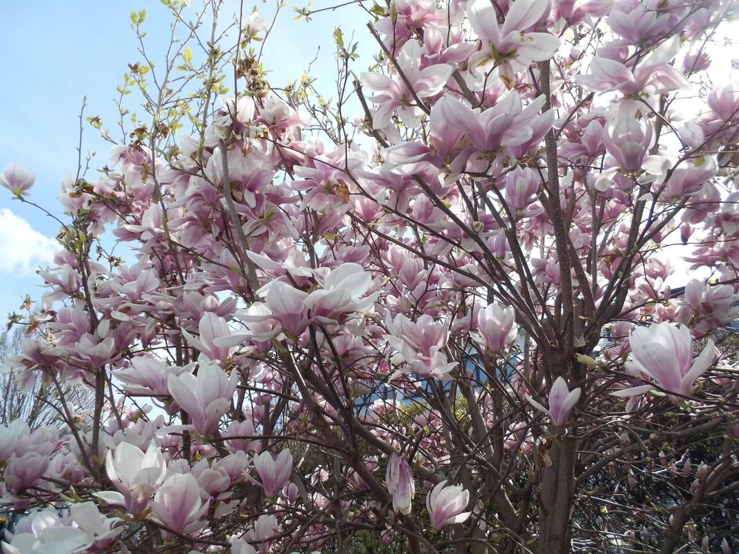 伊麗莎白高級旅館-客房及公寓