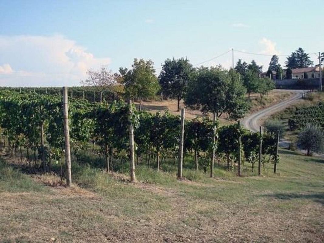 Costa dei Platani - Wine & Relax - Guests and Family House