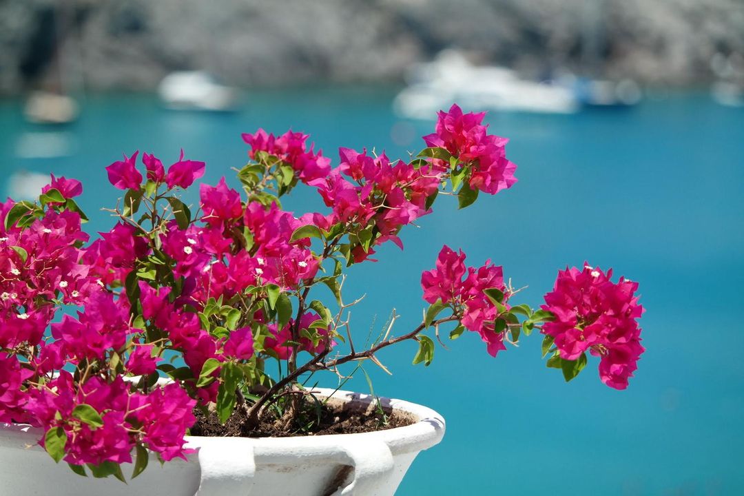 林多斯布魯酒店