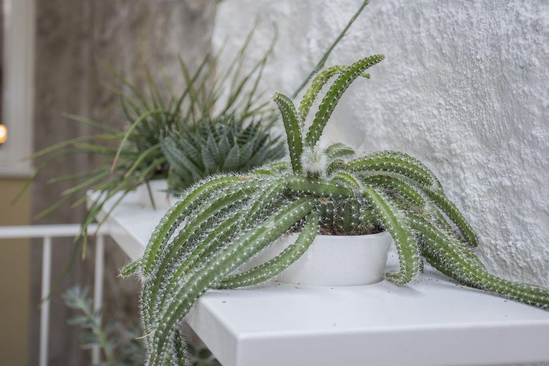 住在 - 教士陽臺公寓酒店