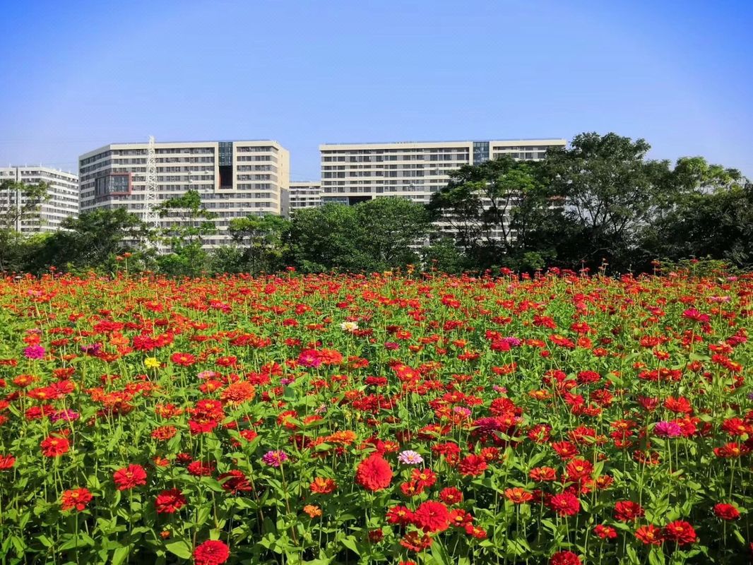 Miss Zhong Dreaming Travel Around The World Apartment (No.3 Branch)