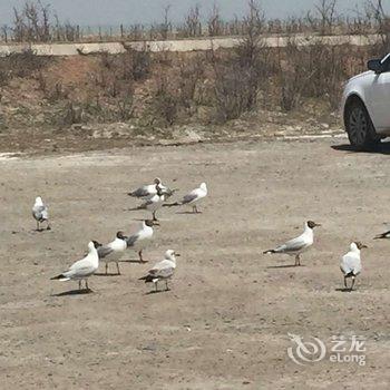 共和湖边草原宾馆酒店提供图片