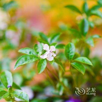 拉萨格林花园客栈酒店提供图片