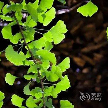 腾冲南方·有杏客栈(银杏村店)酒店提供图片