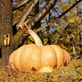 腾冲南方·有杏客栈(银杏村店)酒店提供图片