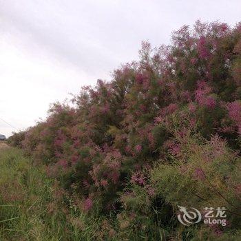 额济纳旗怪树林家庭旅馆酒店提供图片