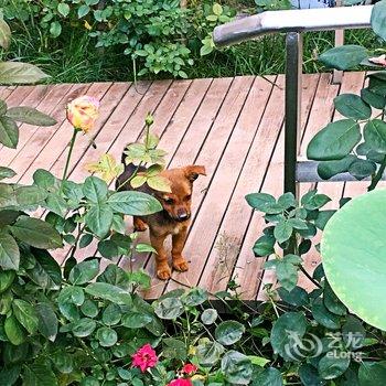 西安沙漠狐度假别墅酒店提供图片