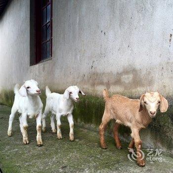 上海崇明陌上花开民宿酒店提供图片