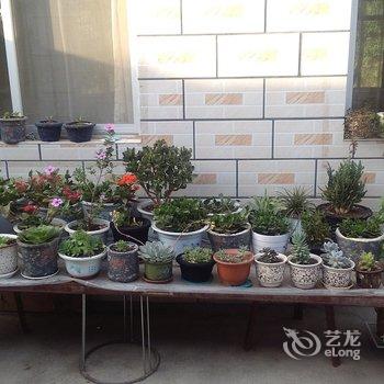 承德暑山庄后花园薰衣草民宿(老西营村分店)酒店提供图片