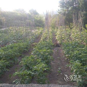 承德暑山庄后花园薰衣草民宿(老西营村分店)酒店提供图片