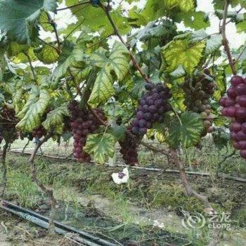 广州增城白水寨香江健康山谷别墅酒店提供图片