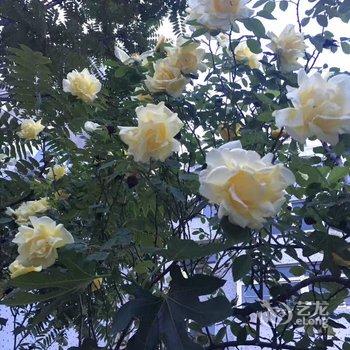 青岛张馨元普通公寓酒店提供图片