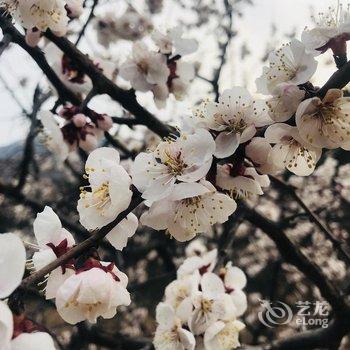 北京顺缘芳芳农家院酒店提供图片